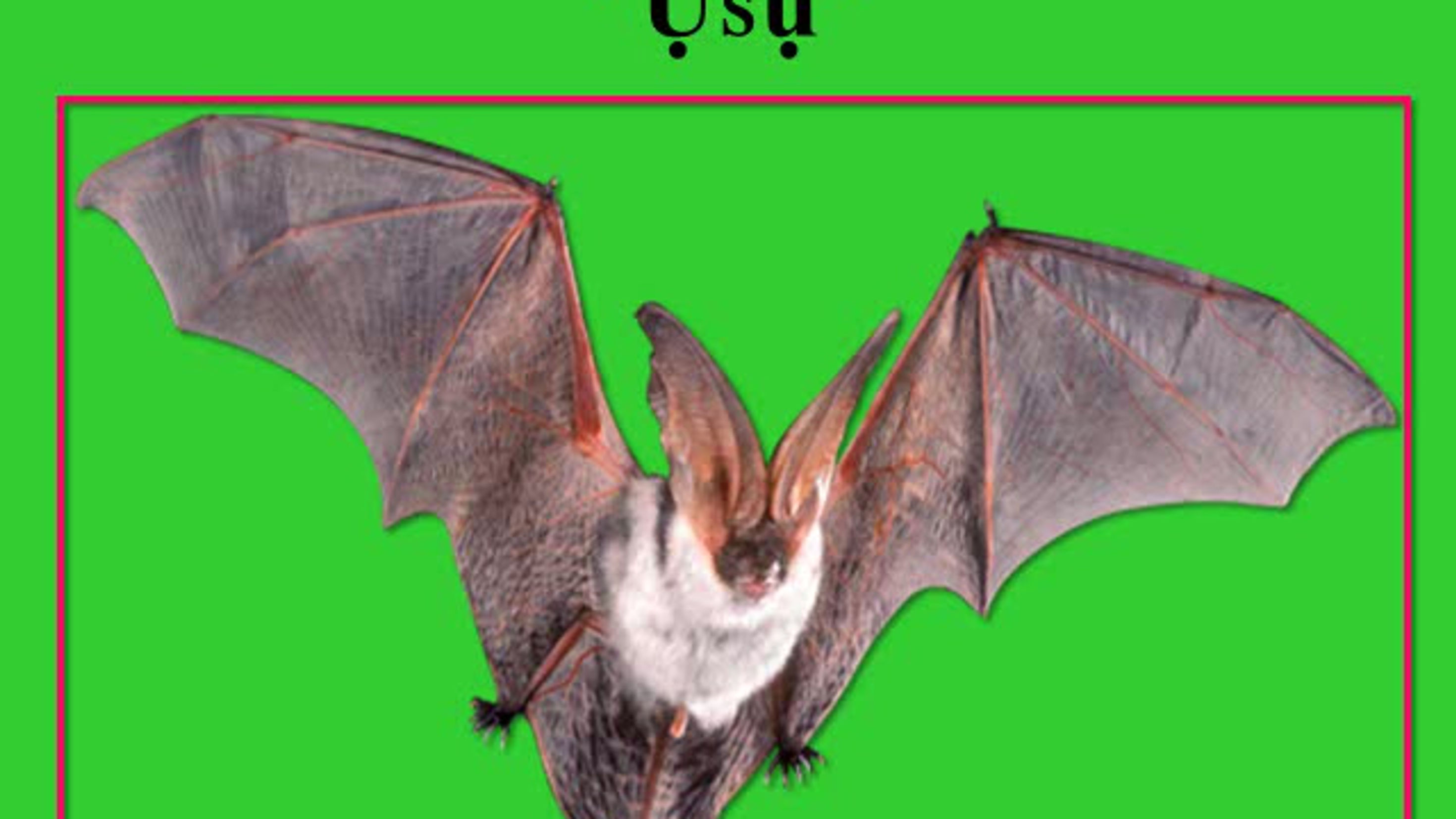 birds with 3 letter words (nnunu mkpuru okwu ato).